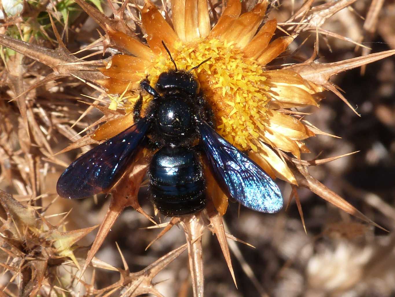 A ciascuno il suo fiore: Xylocopa violacea e Xylocopa iris